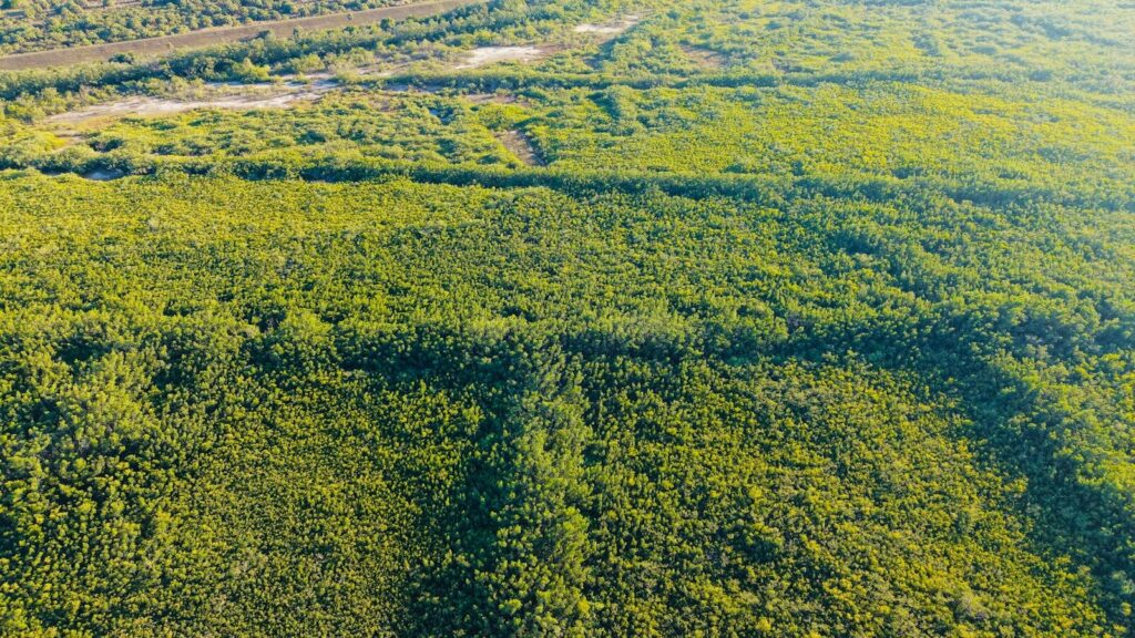 Expansive green forest landscape from above.